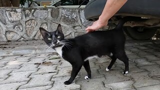 As time passed I gained the tuxedo cat's trust