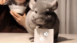 Siaran Makan Memuaskan Non-Profesional, Bersama Totoro 9 Juli