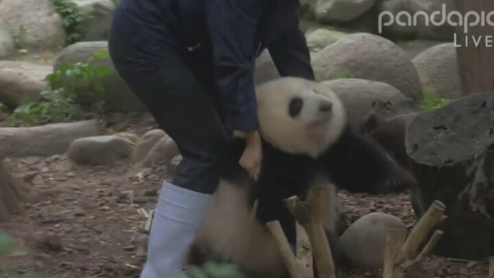 The Panda Panghua Is Took to Its House