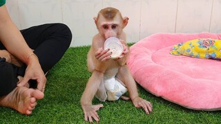 Small Sono Sit Drinking Milk Look Very Cute