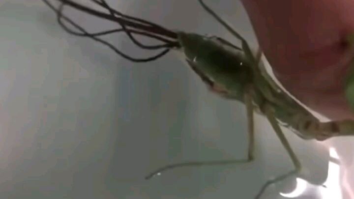 Nematomorpha, cacing parasit yang ditakuti serangga