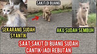 Dulu Kucing Jelek Ini Di Buang Sekarang Cantik Jadi Rebutan..!