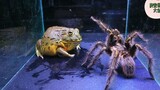 非洲牛蛙vs塔兰图拉毒蛛【第1回合】，现场警告，请远离！