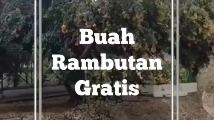 Buah Rambutan Gratis