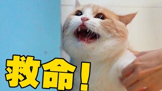 猫咪去医院以为要割蛋，誓死抵抗！回家后：劳资蛋还在？！