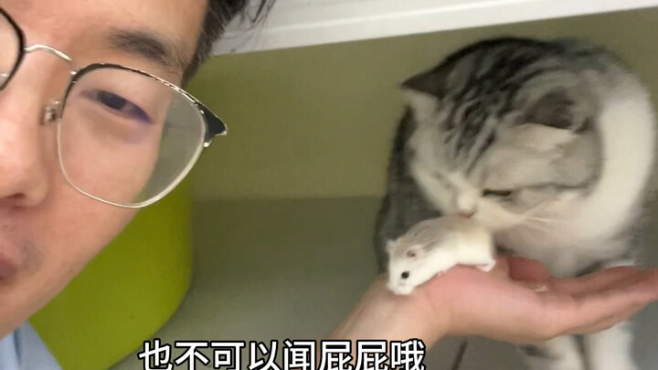 我家猫看见仓鼠馋的流口水。