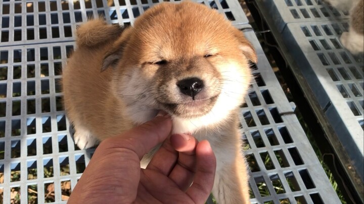 Animal|Smiling Shiba inu