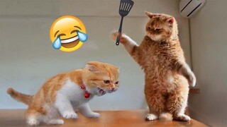 Best Funny Animal Videos Of🤣 The 2023 Funniest Cats And Dogs Videos🙀😍