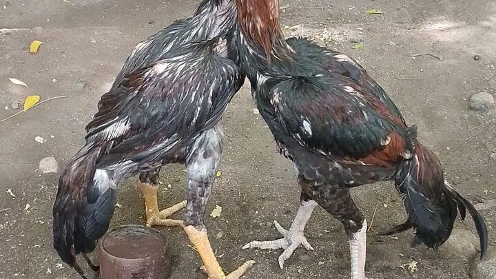 labanan ng magkapatid
