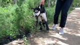 [Động vật]Cuộc sống nông thôn hạnh phúc của một chú chó husky