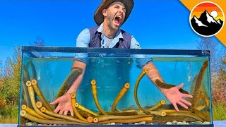 EATEN ALIVE by Sea Lamprey!