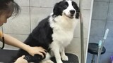Pet store owner: Free snacks for this collie!