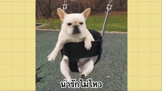 เพื่อนตัวน้อยแสนซน : น่ารักไม่ไหว