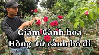 ƯƠM CÀNH HOA HỒNG TỪ CÀNH TỈA LOẠI CẮT ĐÓN TẾT,TẬN DỤNG ĐỂ ƯƠM CÂY NON MỚI.CHUẨN GARDEN TV