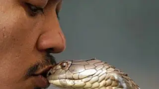 King Cobra Attack: Top 8 Snake Bite Caught on Camera in 2019 | Cobra Charmer