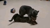 Khi mèo cái đang kỳ động dục gặp mèo đực chưa trưởng thành