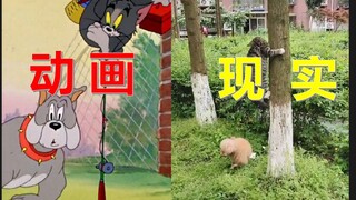 猫和老鼠原来是纪录片