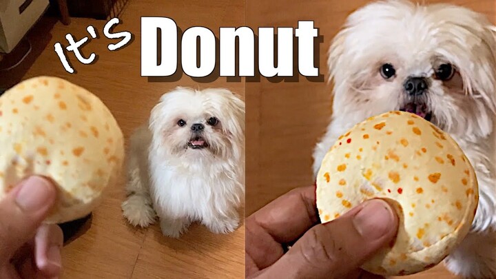 Giving My Shih Tzu Dog A Fake Donut