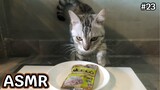 ASMR CAT | ปลาทูน่าปลาข้าวสาร