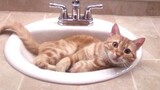 Funny Cats - รวบรวมวิดีโอแมวตลก 2016 ใหม่ HD