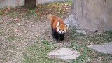 Beautiful Red Panda With Short Tail