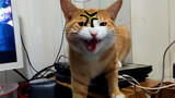[Mèo cưng] Tôi cãi nhau với em mèo vàng ở nhà, nó ồn ào chửi rủa