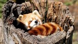 The cute and languorous red panda