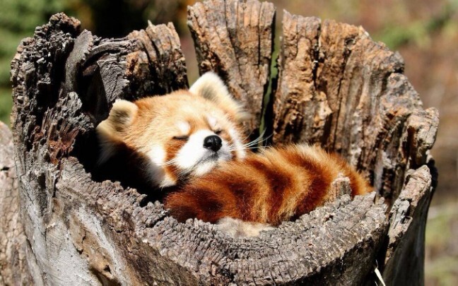 The cute and languorous red panda