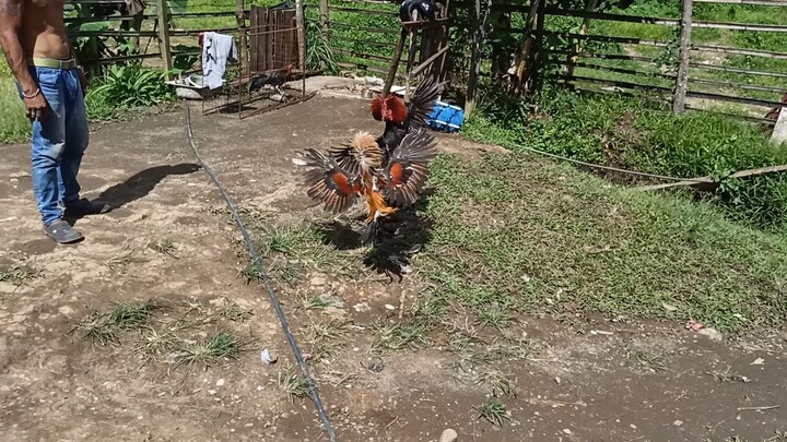 bitaw