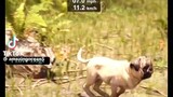 World's Fastest Dog