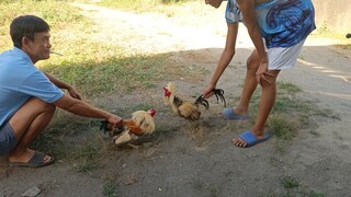 bantex/bantam spar