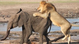 "Gajah di Ujung Lidah"