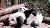 【大熊猫和花&艾玖】小和花翻身翻不过来，以为姐姐来帮她的，结果...←_←