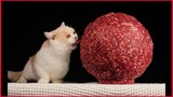 Cat Eating Huge Ball Meat / Cat Mukbang.