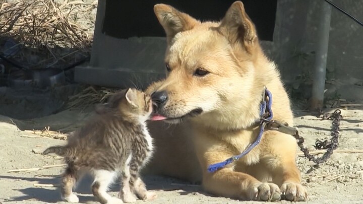 [Hewan]Anjing menyembunyikan anak kucing di kandang