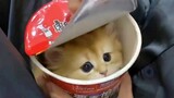 小猫咪：“你也要来一桶吗？”