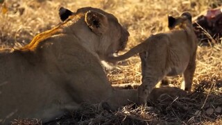 Little Lioness Learns The Hard Way _ New Kids in the Wild 102
