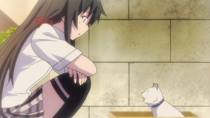Cat lover? It turns out to be Yukino (◍•ᴗ•◍)❤