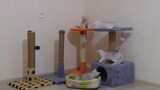Kittens' free time|  Funny baby cats | Scottish shorthair