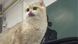 当我的猫在华农上课…同桌竟然是鼠鼠
