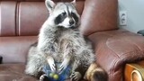 Animal|Raccoon eating grapes