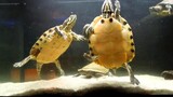 Aquatic Turtle Tank 🔴 Acuario Para Tortugas - Exotic And Aquatic Turtles - Tortugas De Agua Fría