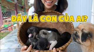 Giới Thiệu Đàn Cún Con Mới Nhặt Được 🐶🐶