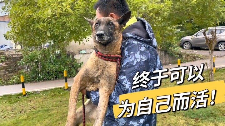 一只被榨尽一生价值的马犬，终于可以为自己而活了！