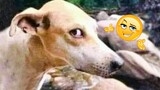 Funniest Animals - Funny Animal Videos that Will 100% Make You Laugh