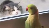When Your Cat Is Completely Obsessed With His Bird Friend🐱