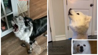Money but Dogs Sung It (Dogs Version Cover)