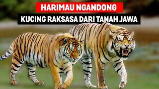 Harimau Ngandong dan Peradaban Megafauna Purba di Pulau Jawa