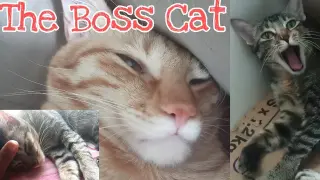 Boss Cat| Lingling the great boss