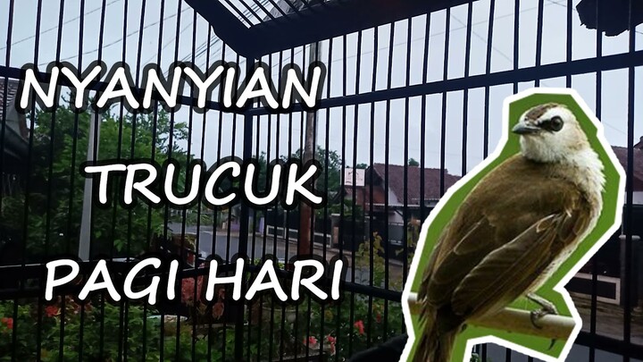 Suara trucukan ropel jernih Ampuh Pancingan Agar Ropel Pagi Hari